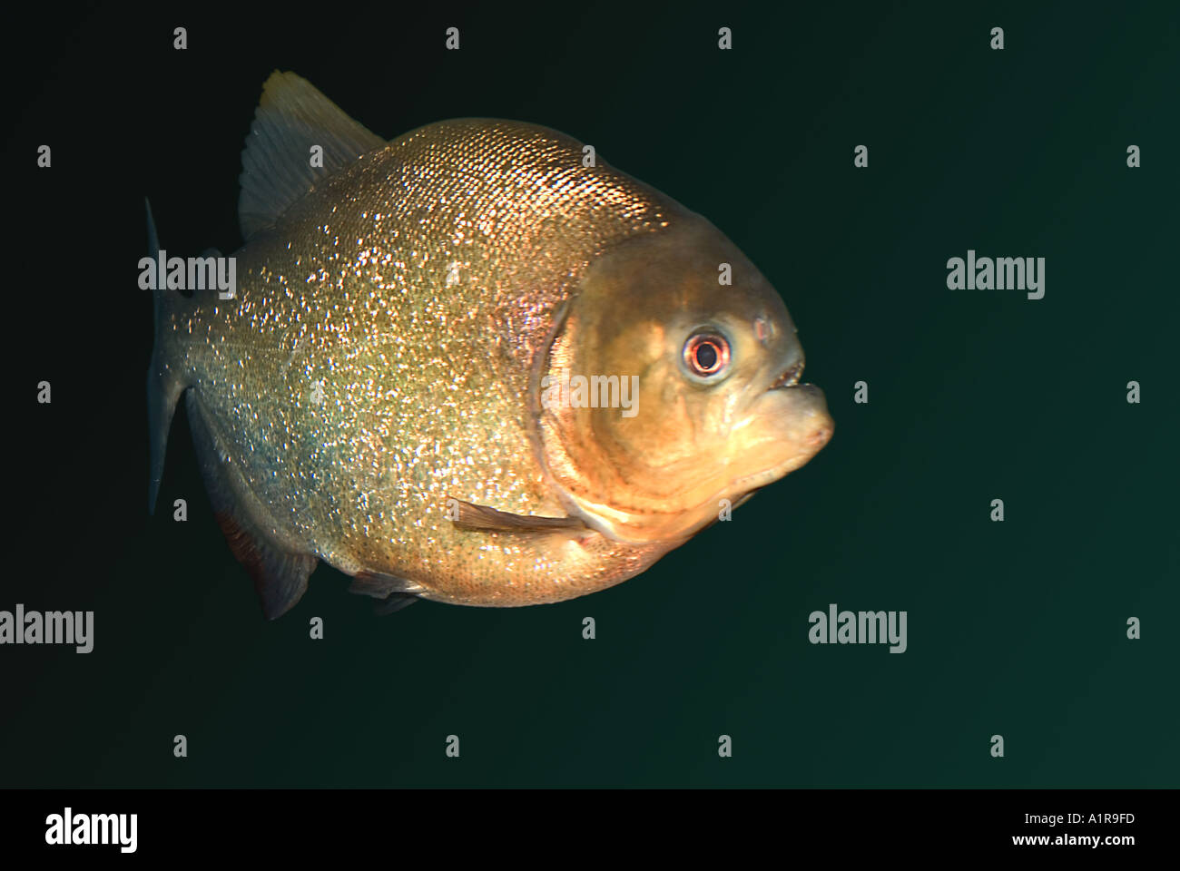 Vora Fish Voracious fish hi-res stock photography and images - Alamy