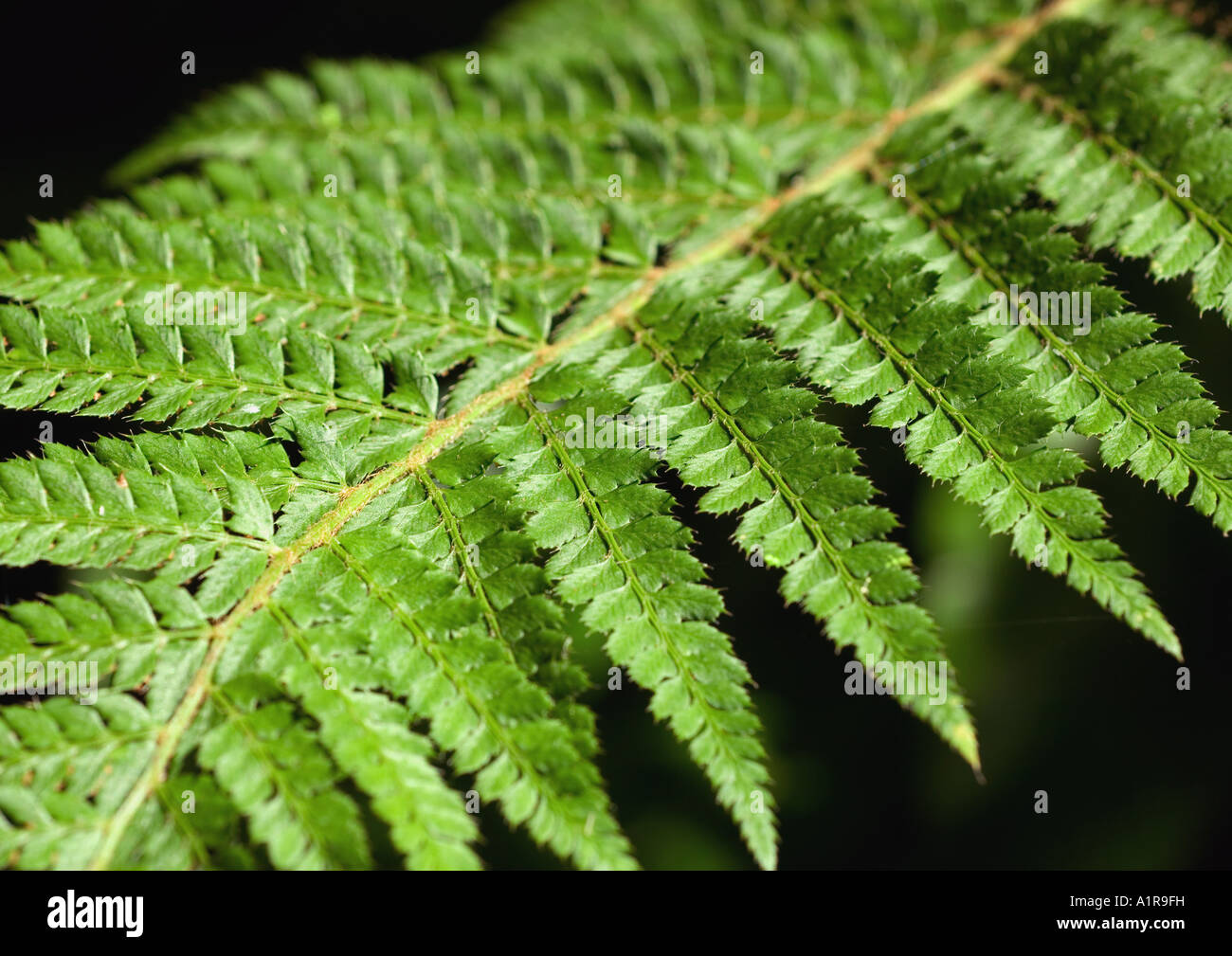 Fern leaf patterns hi-res stock photography and images - Alamy