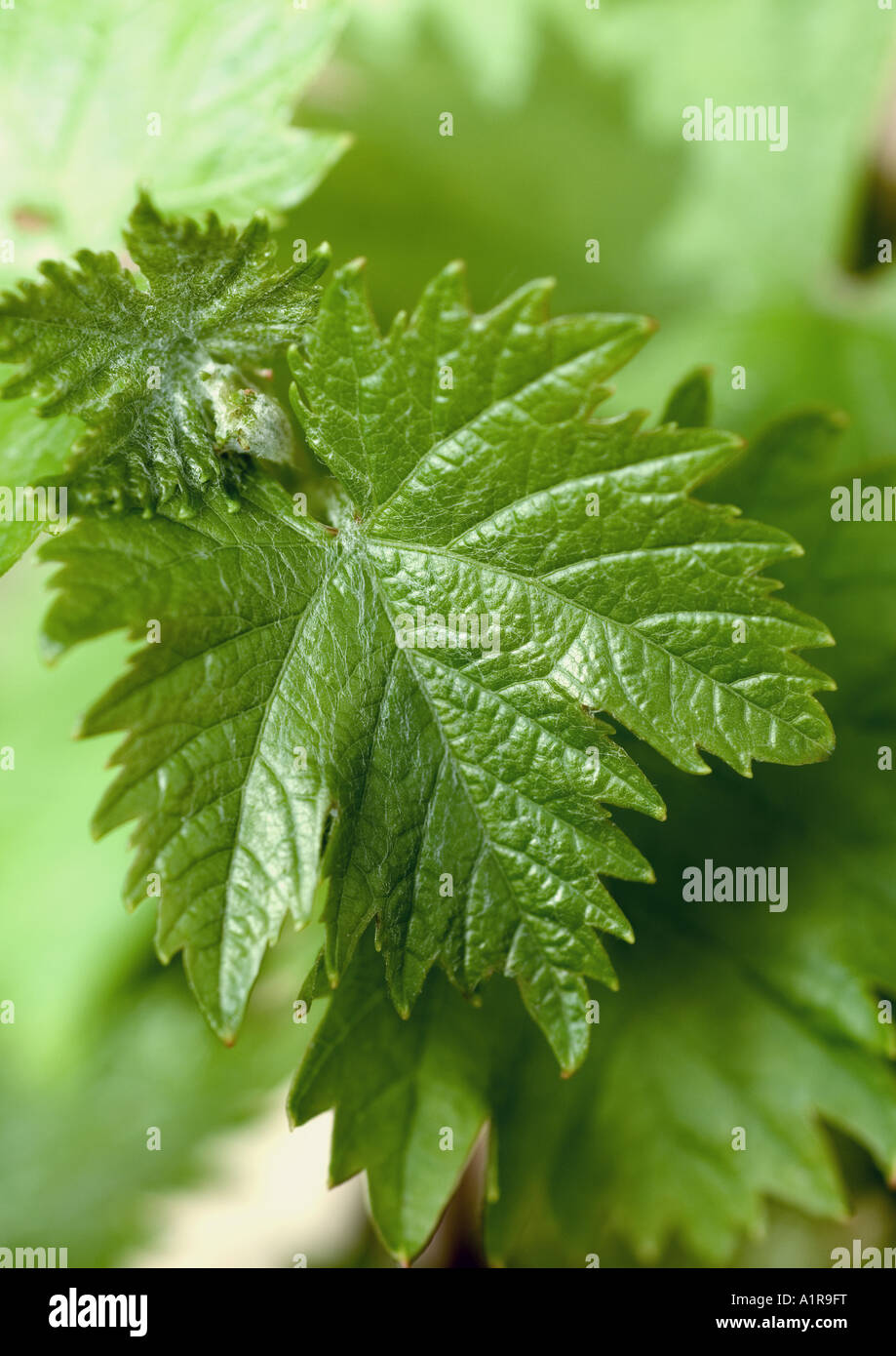 Leaves for backgrounds hi-res stock photography and images - Alamy