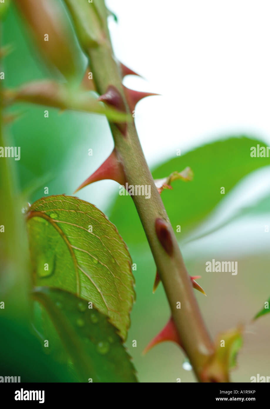 Rose Plant Thorns High Resolution Stock Photography and Images Alamy