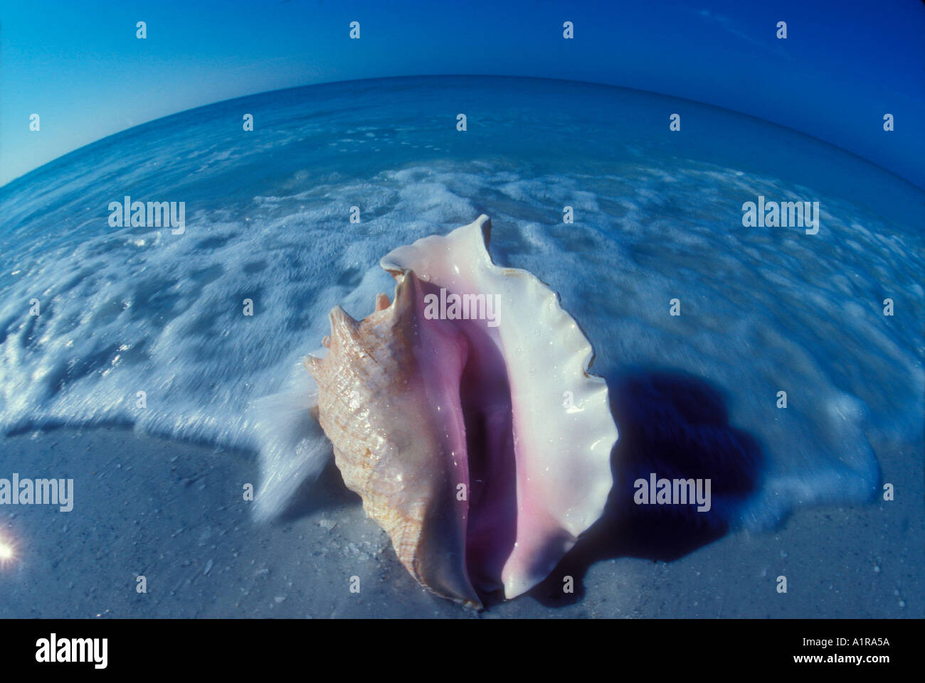 waves wash up on large conch shell lying on beach in Sarasota Florida ...