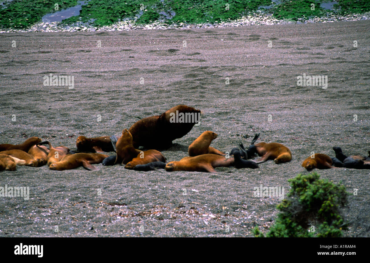 A colony of Southern Sea Lions on Peninsula Valdes in Argentina's Patagonia Stock Photo