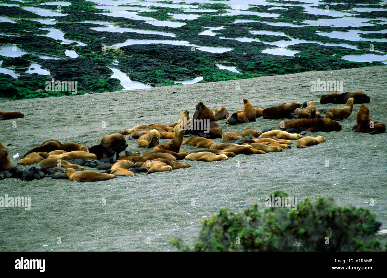 A colony of Southern Sea Lions on Peninsula Valdes in Argentina's Patagonia Stock Photo