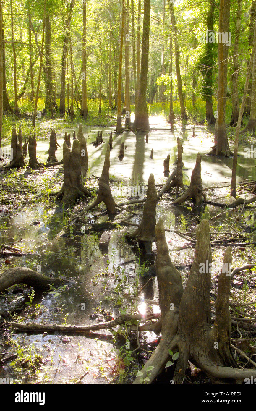 Cypress knees Silver River State Park FL Stock Photo