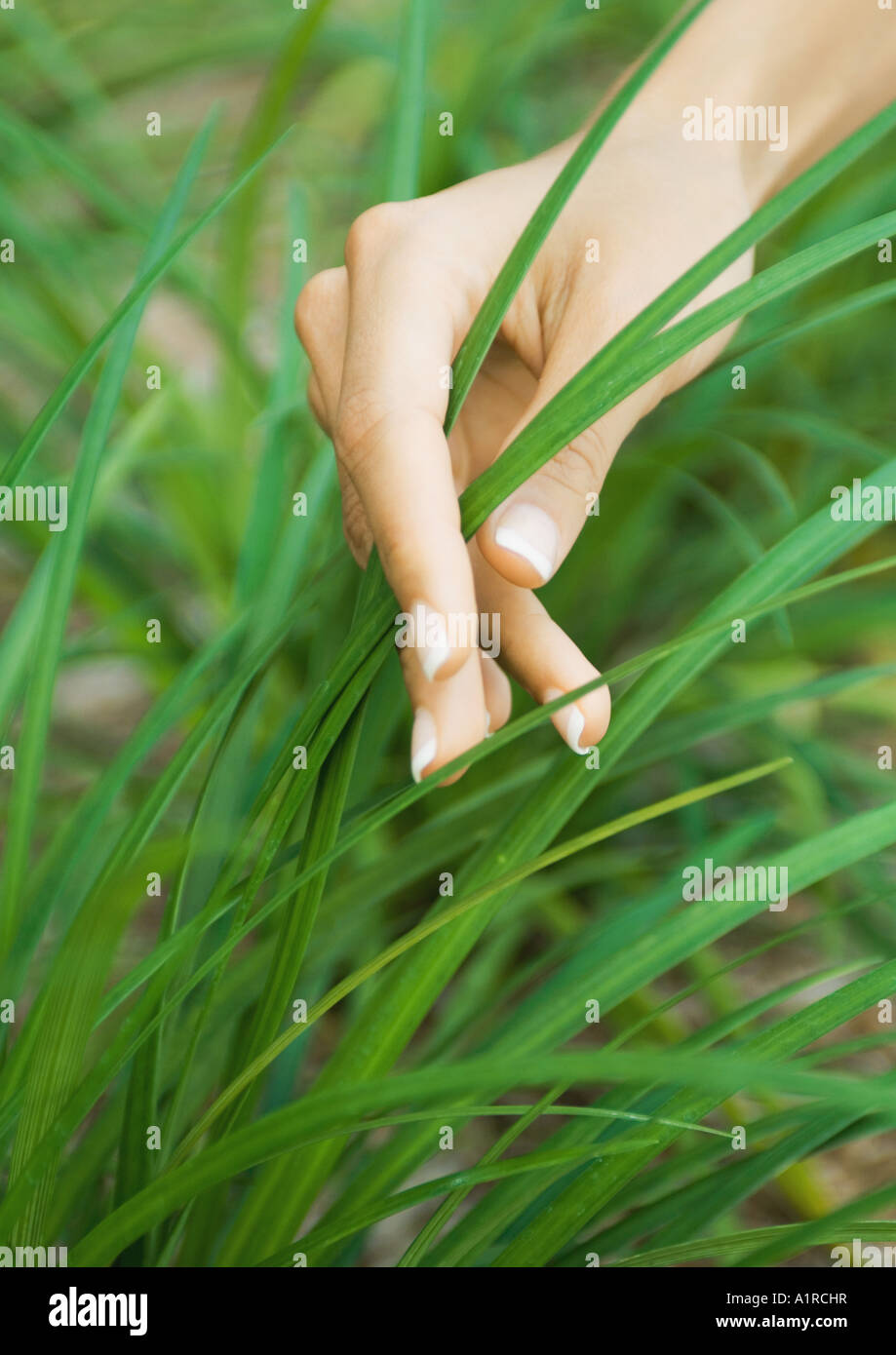 Woman's hand touching blades of grass Stock Photo