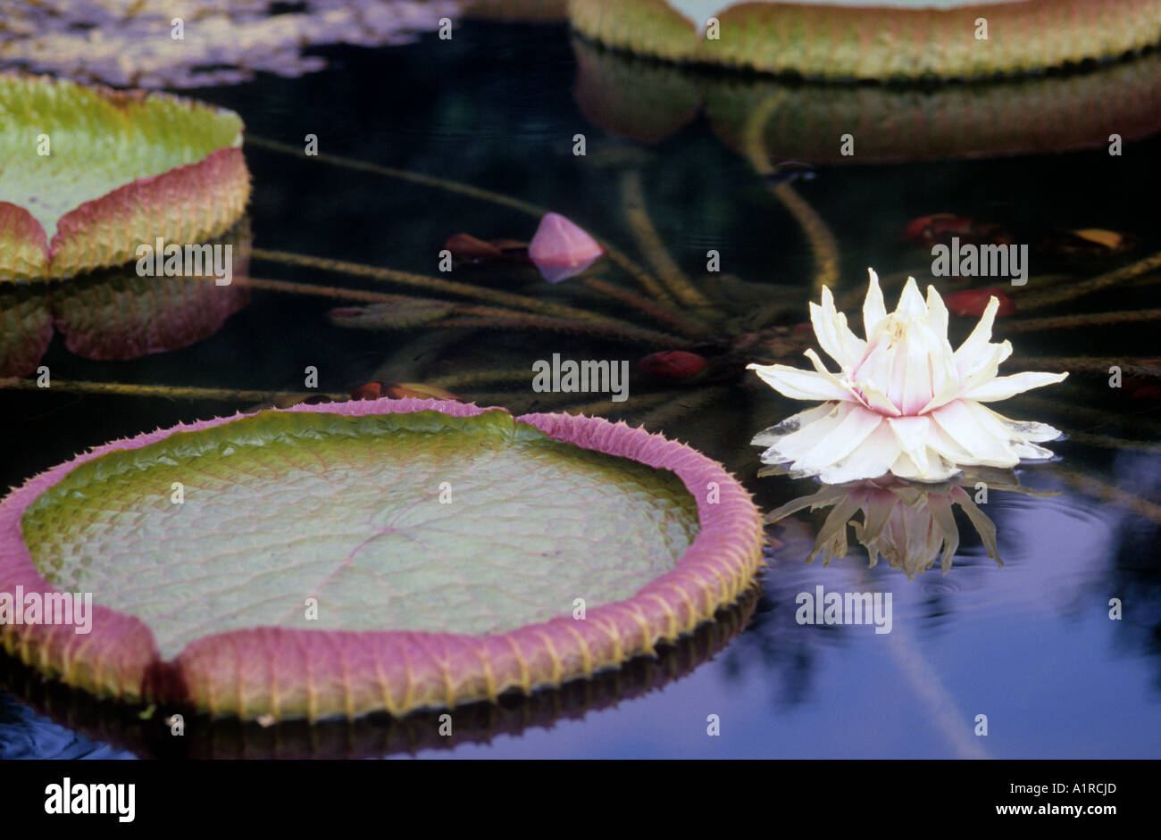 A beautiful detail of a lotus pond in Beijing, China. Stock Photo