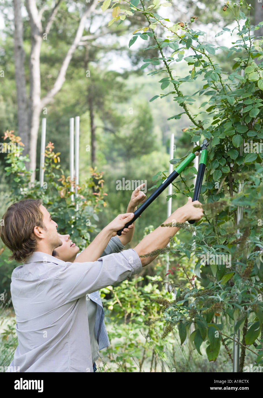 Man doing yardwork, trimming shrub Stock Photo - Alamy