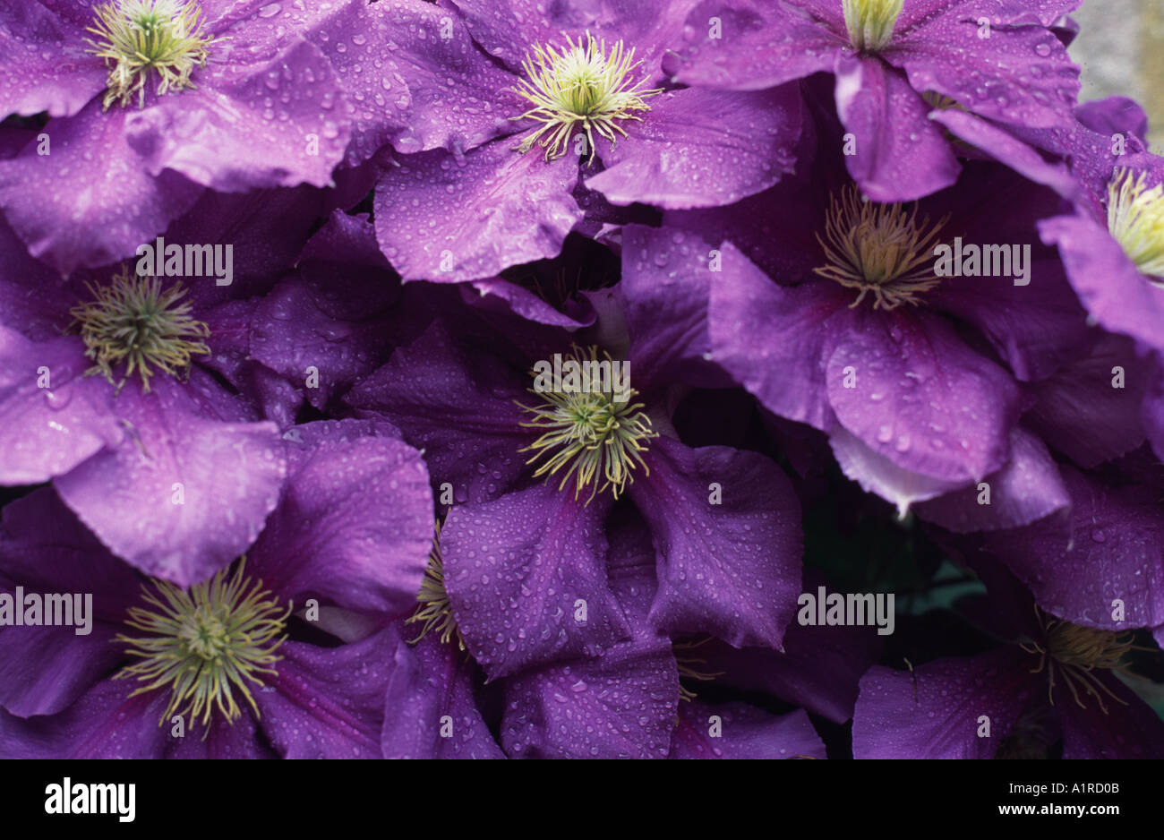 Clematis General Sikorski UK Stock Photo