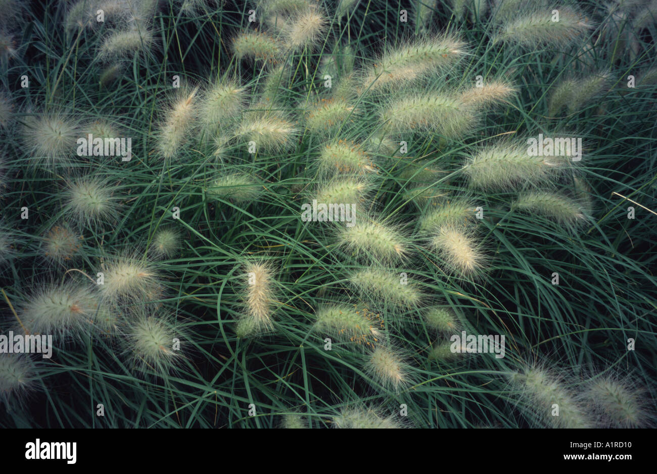Pampas grasses, Kew Gardens, Surrey, UK Stock Photo Alamy