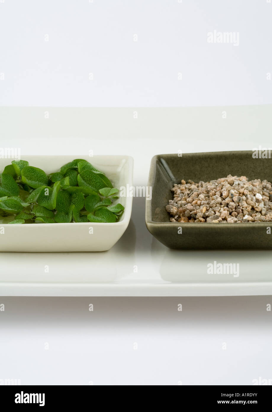 White gravel and green succulents hires stock photography and images