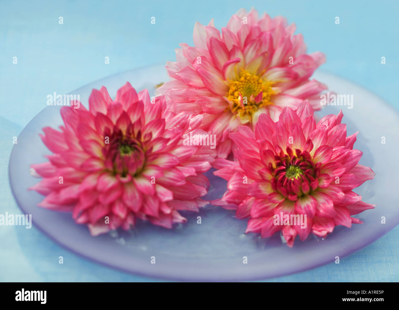 Dahlias in vase Stock Photo Alamy