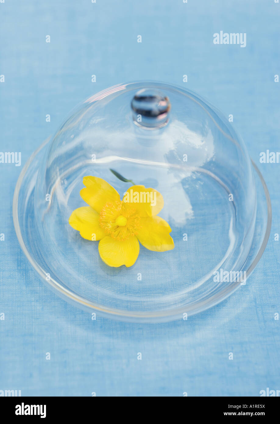 Flower under glass dome Stock Photo Alamy