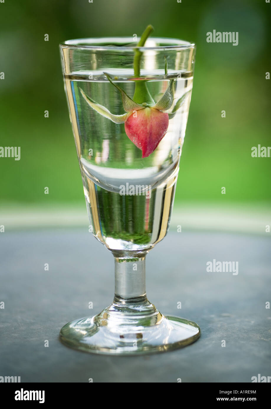 Rosebud in glass of water Stock Photo Alamy