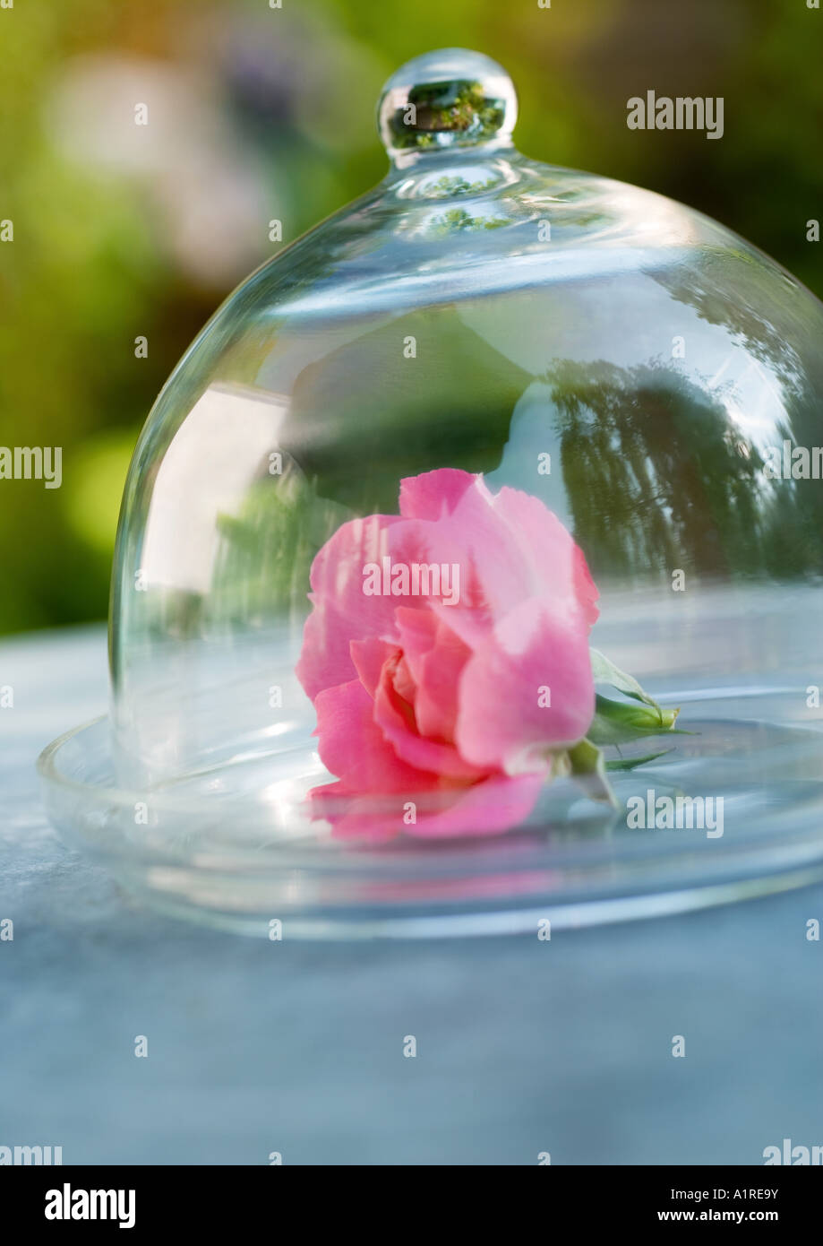 Rose under glass dome Stock Photo Alamy