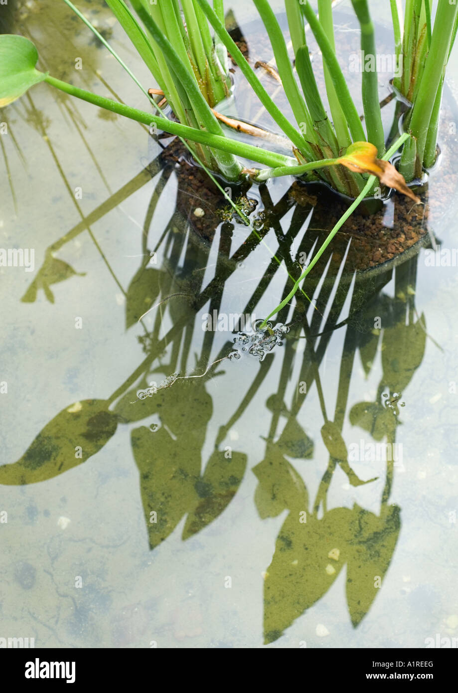 Aquatic plants overhead view hi-res stock photography and images - Alamy