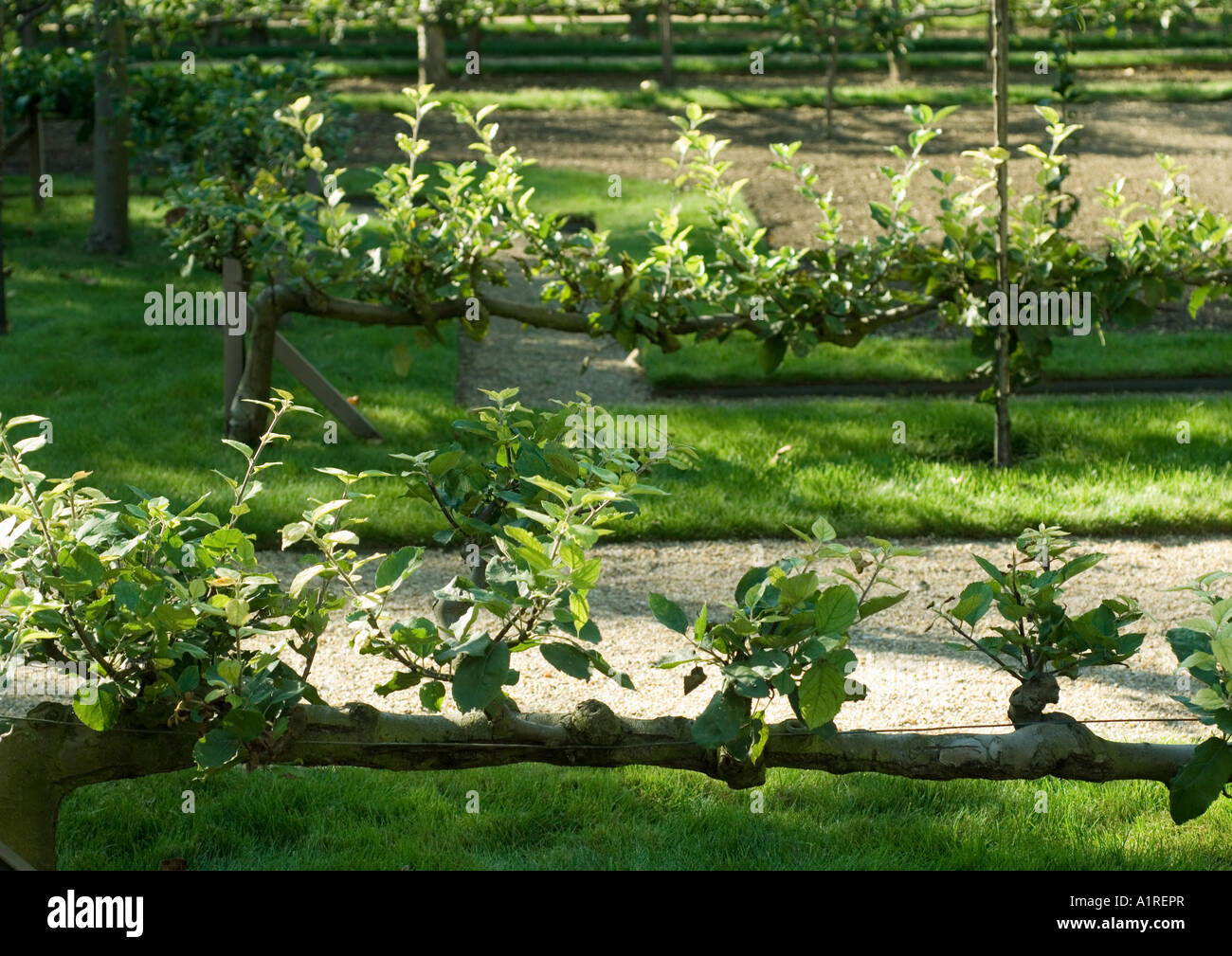 Branches trained to grow horizontally Stock Photo Alamy