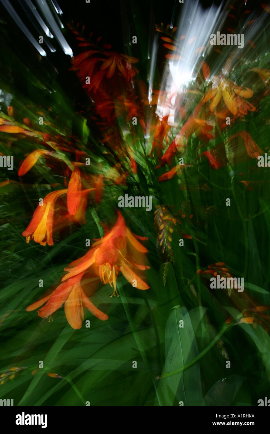 Flowers Montbrecia Stock Photo