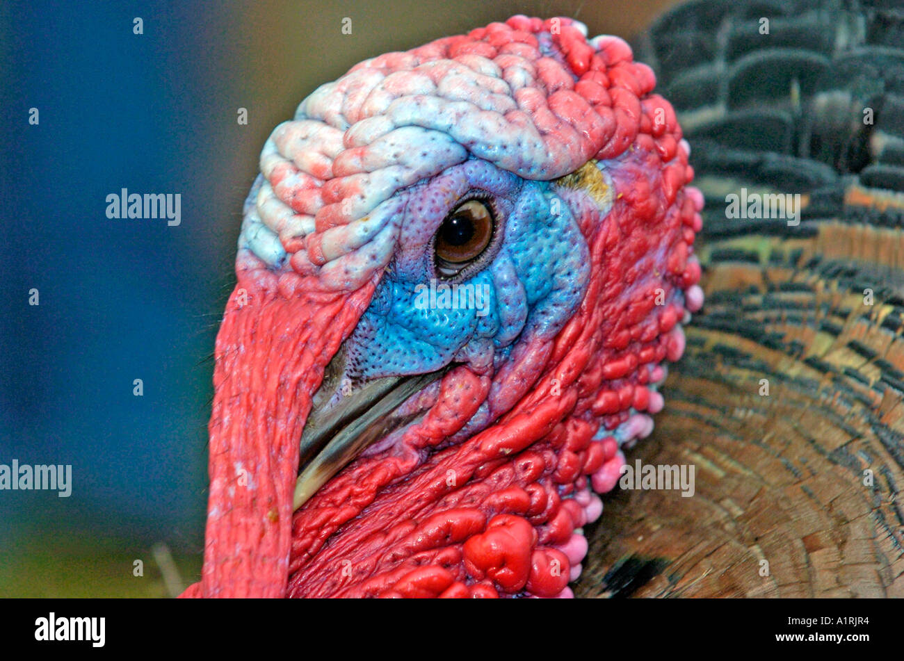 Close up of turkey bird Stock Photo Alamy