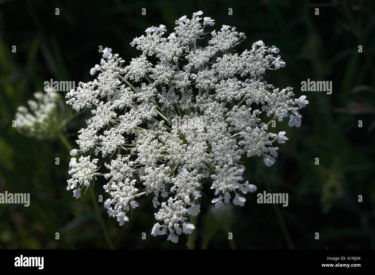 Queen Anne's Lace: The lacy white florets of a flower of Queen Anne s Lace or Wild Carrot or Daucus carota Stock Photo