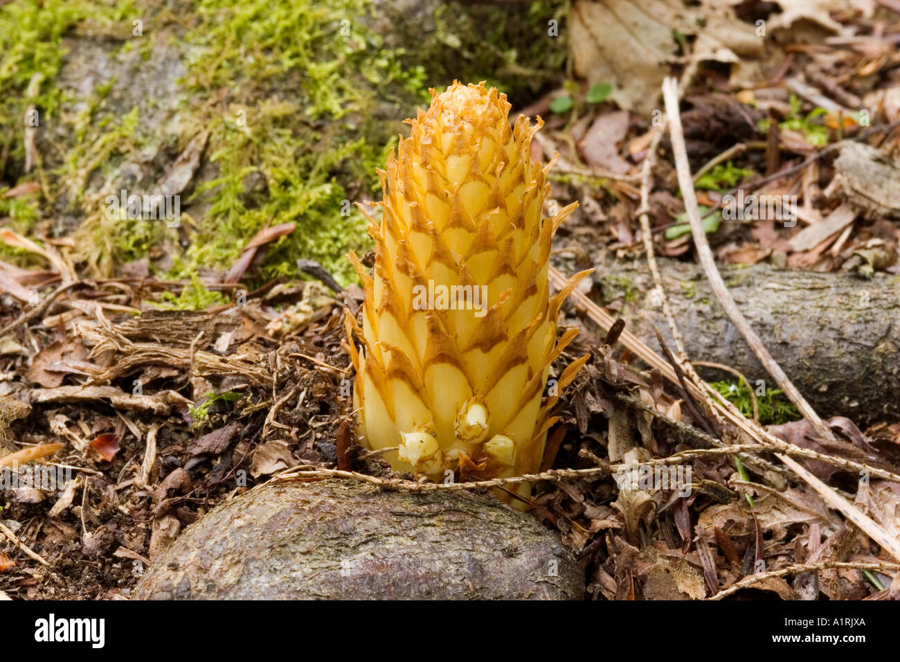 Squaw-root (Conopholis americana) also known as cancer-root and squaw-corn Stock Photo