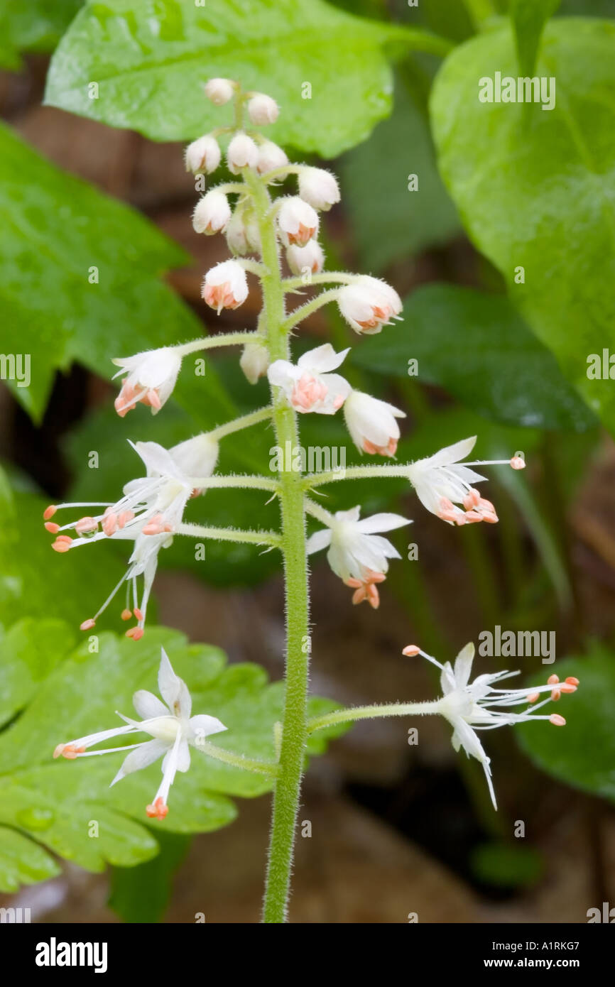 Foamflower (Tiarella cordifolia) Stock Photo