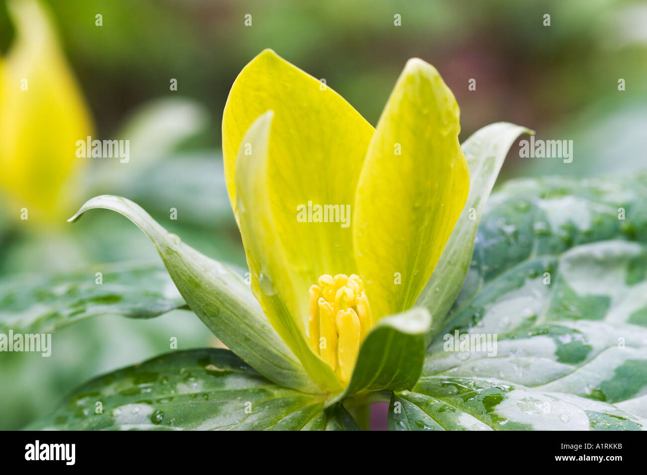 Yellow Trillium (Trillium luteum) Stock Photo