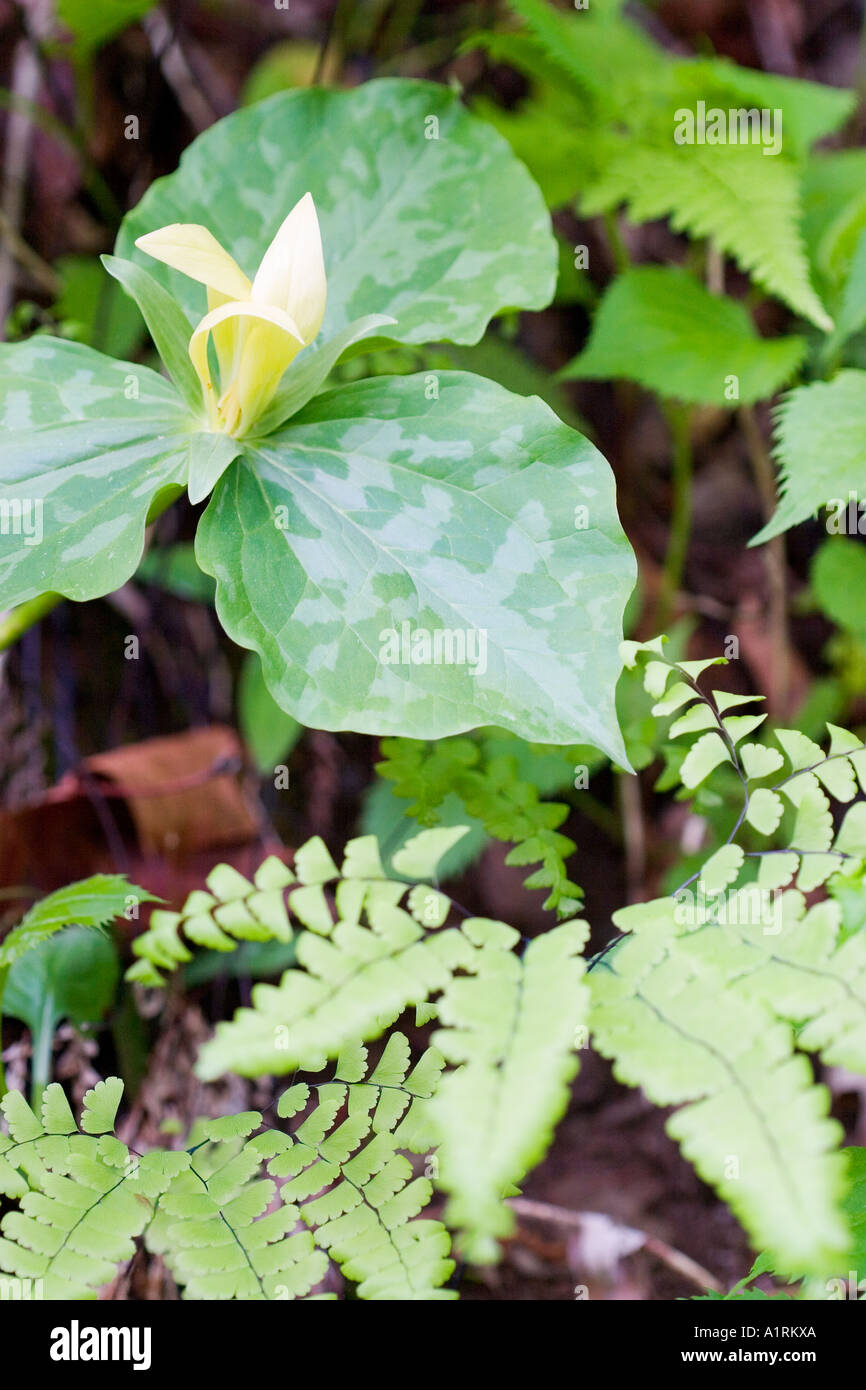 Yellow Trillium with Ferns (Trillium luteum) Stock Photo