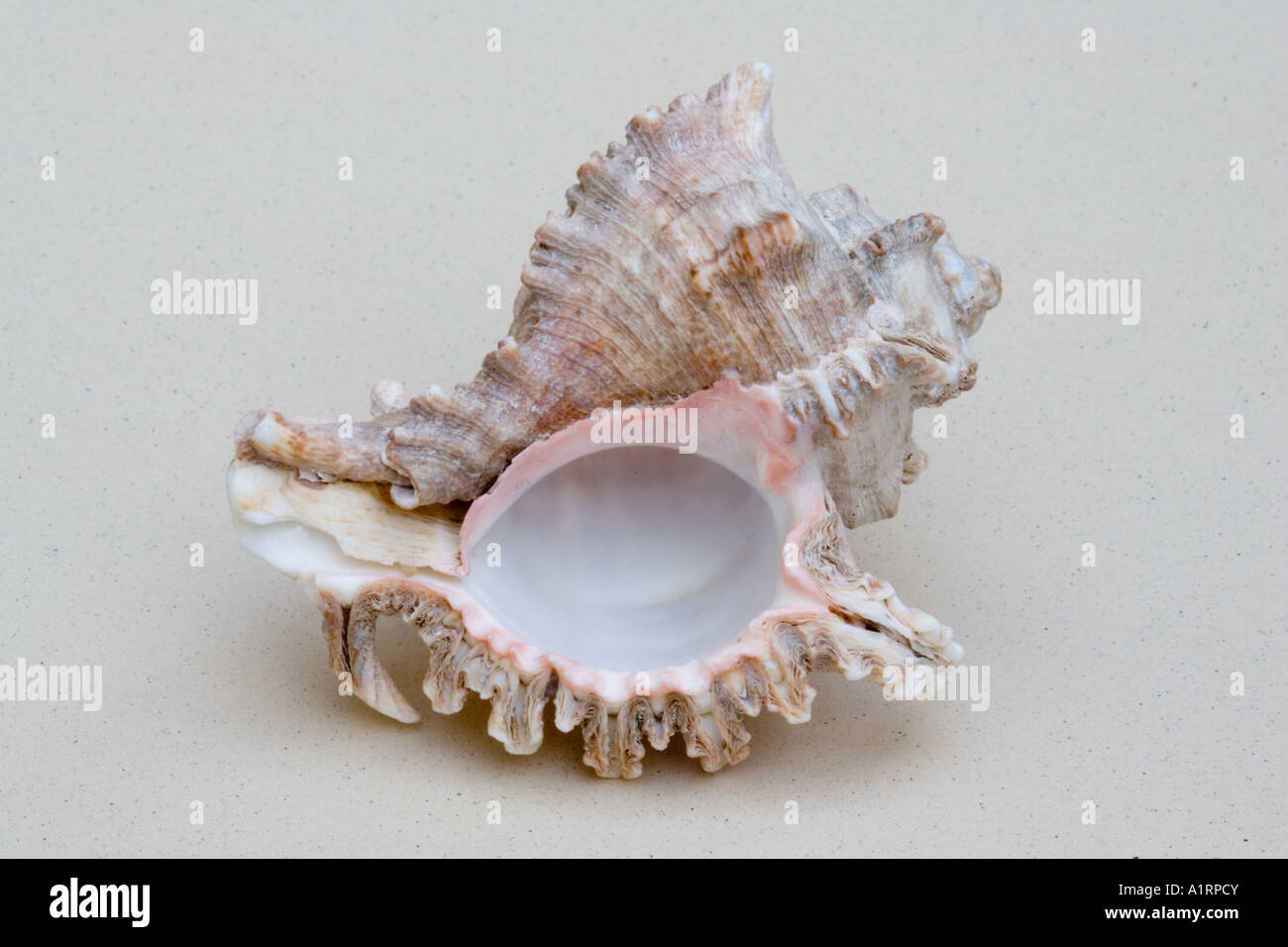 Closeup of underside of marine Murex seashell Stock Photo