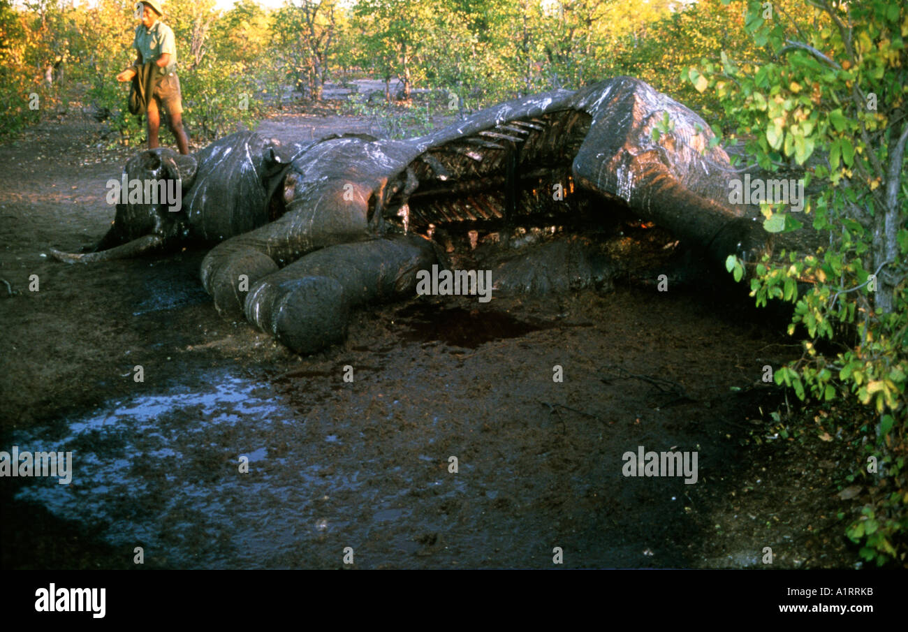 Game warden inspects the carcass of an Elephant killed by poachers Zimbabwe Stock Photo Alamy