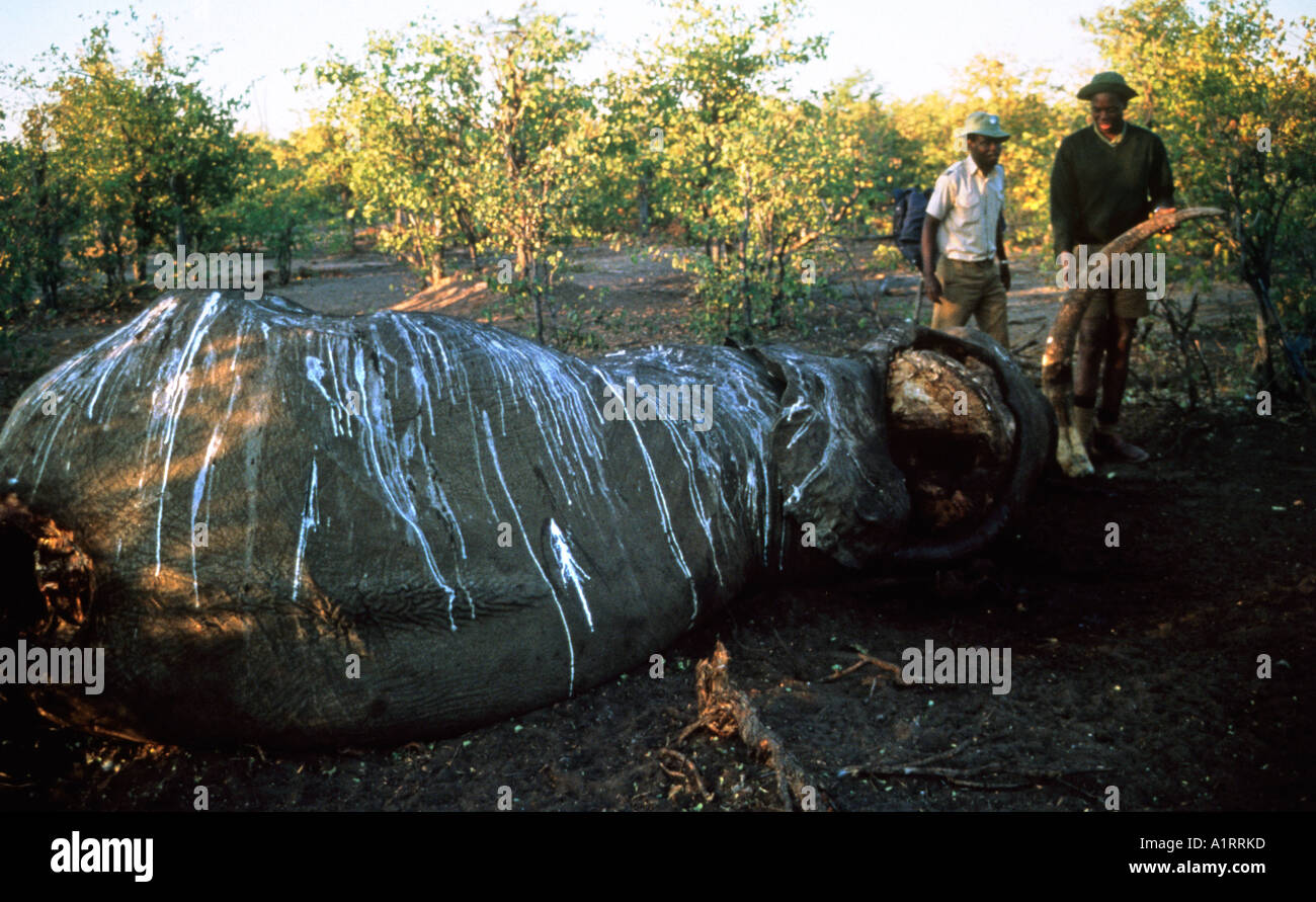 Game warden inspects the carcass of an Elephant killed by poachers