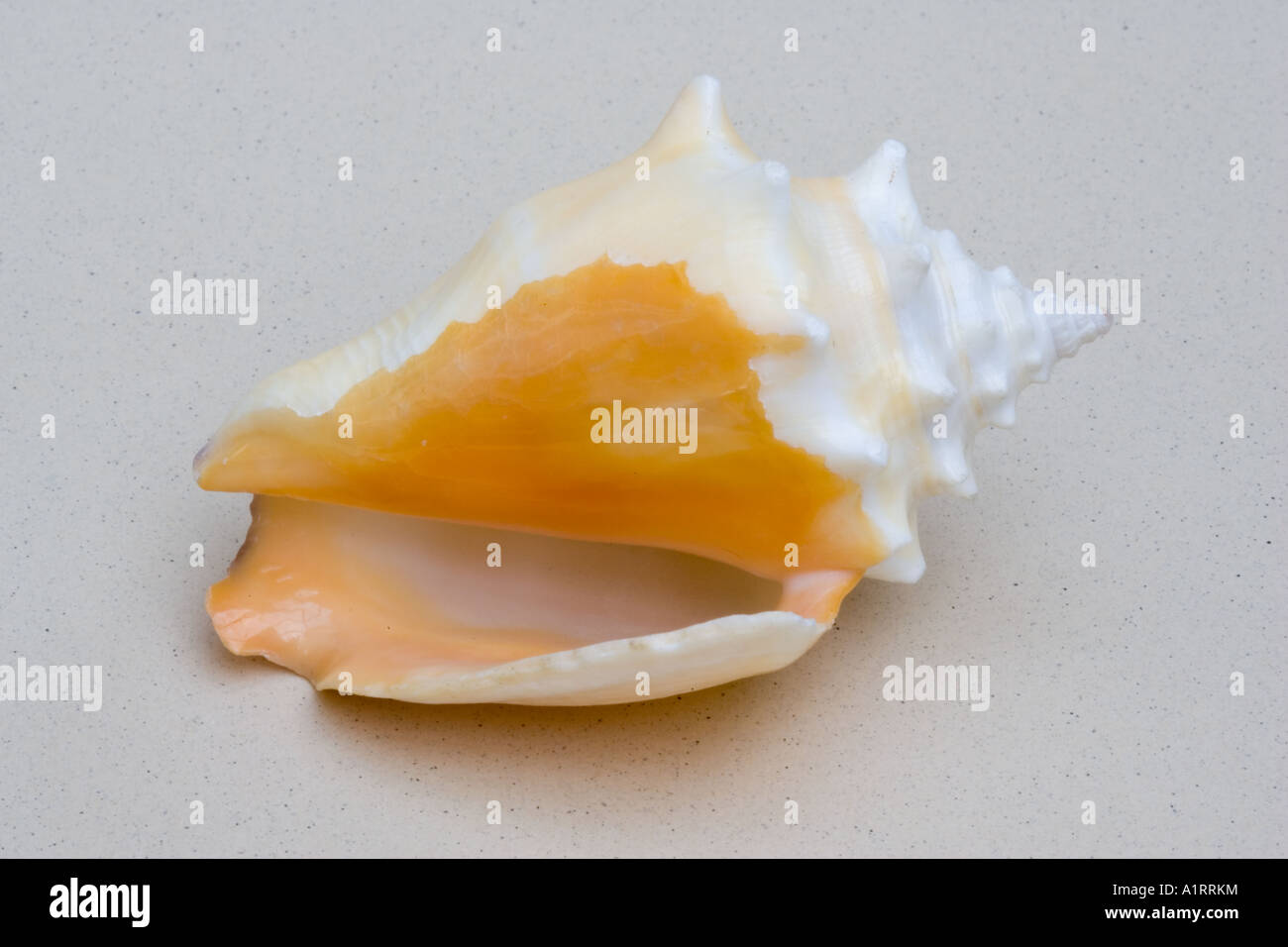 Closeup of ventral view of small conch probably Strombus pugilis Stock Photo