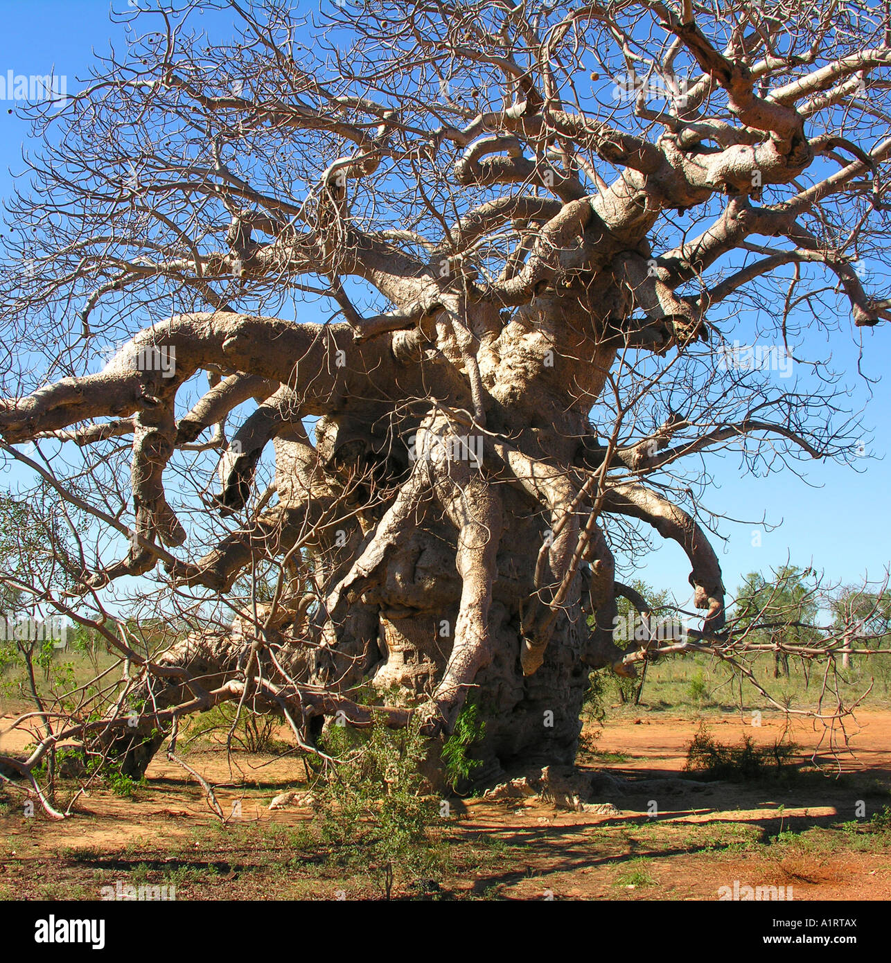 Boab Tree, East Kimberley, Western Australia Stock Photo - Alamy