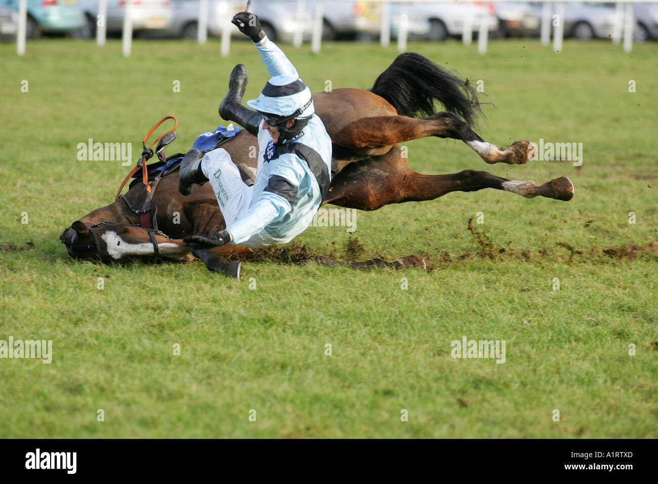 Paddy Brennan's horse Bureaucrat falls at a fence, Ludlow, Shropshire Stock Photo