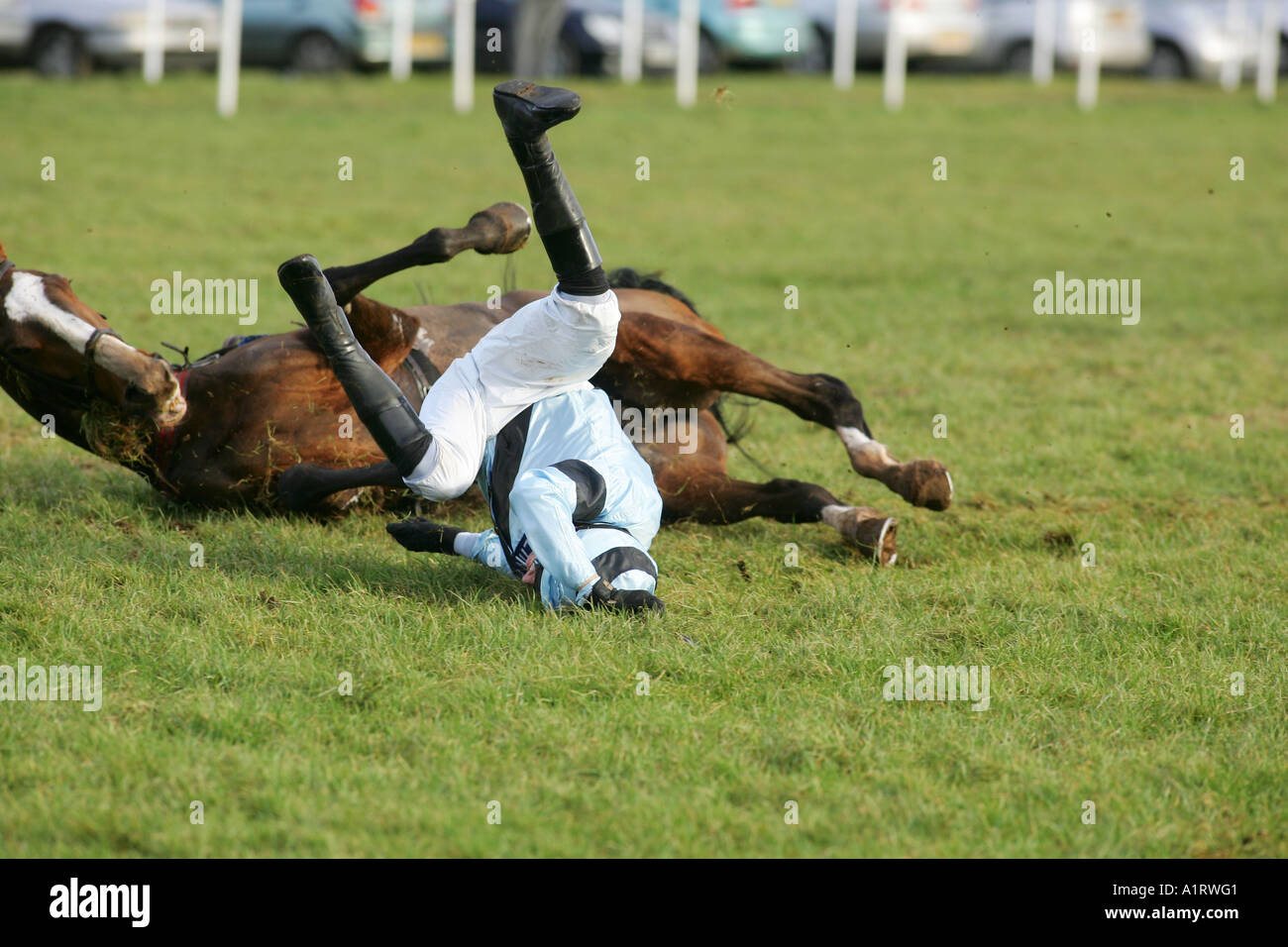 Paddy Brennan's horse Bureaucrat falls at a fence, Ludlow, Shropshire Stock Photo