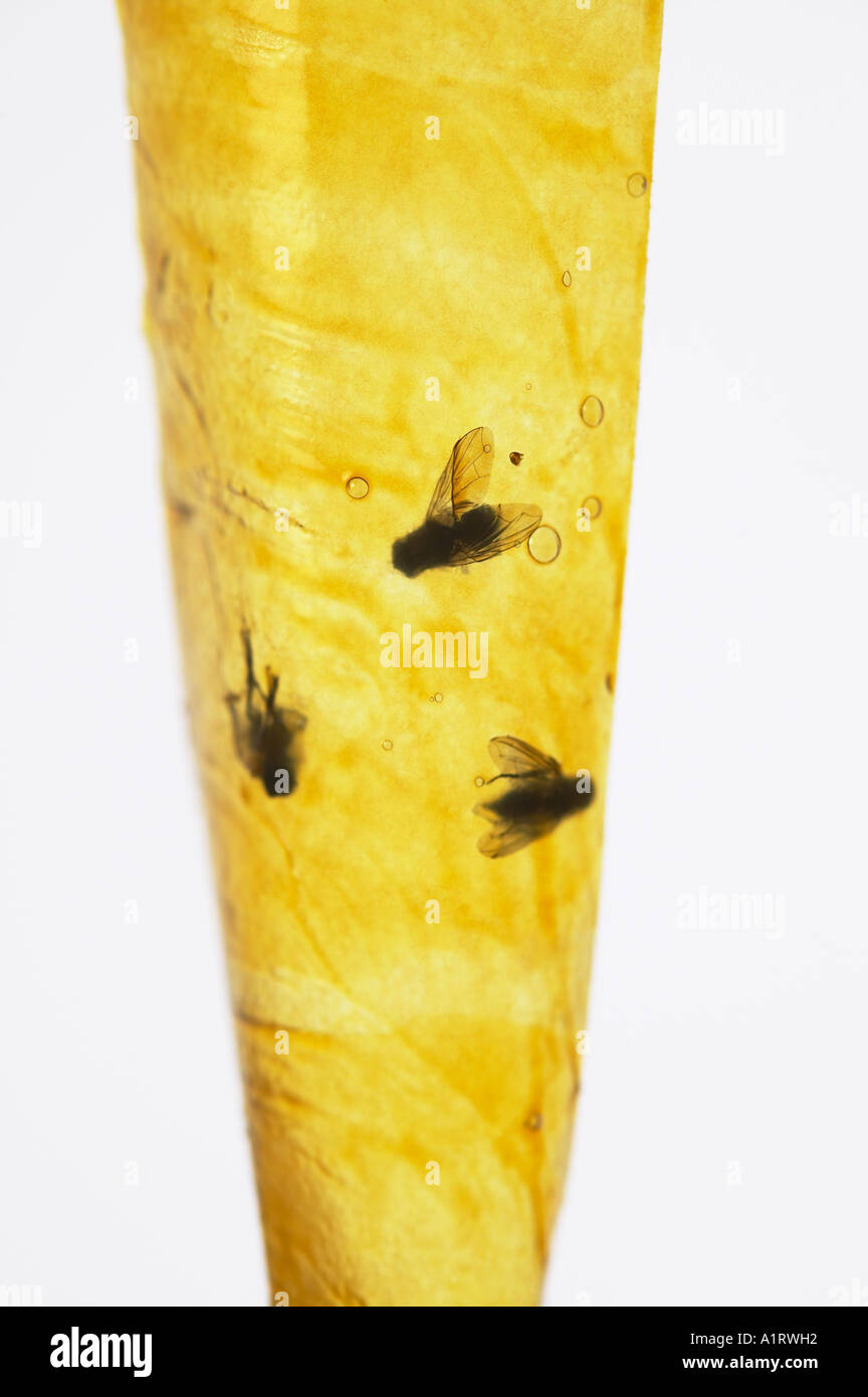 House flies captured on traditional sticky fly paper Stock Photo - Alamy