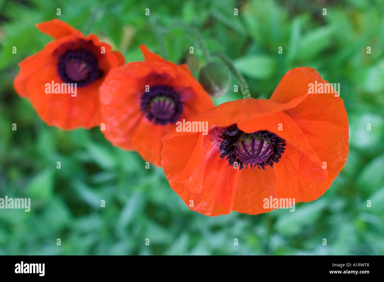 red poppy flowers seen from above during spring Stock Photo