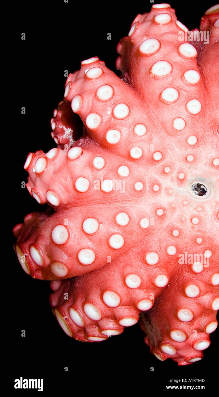 Detail of an octopus close up Black background Popular seafood Japan ...