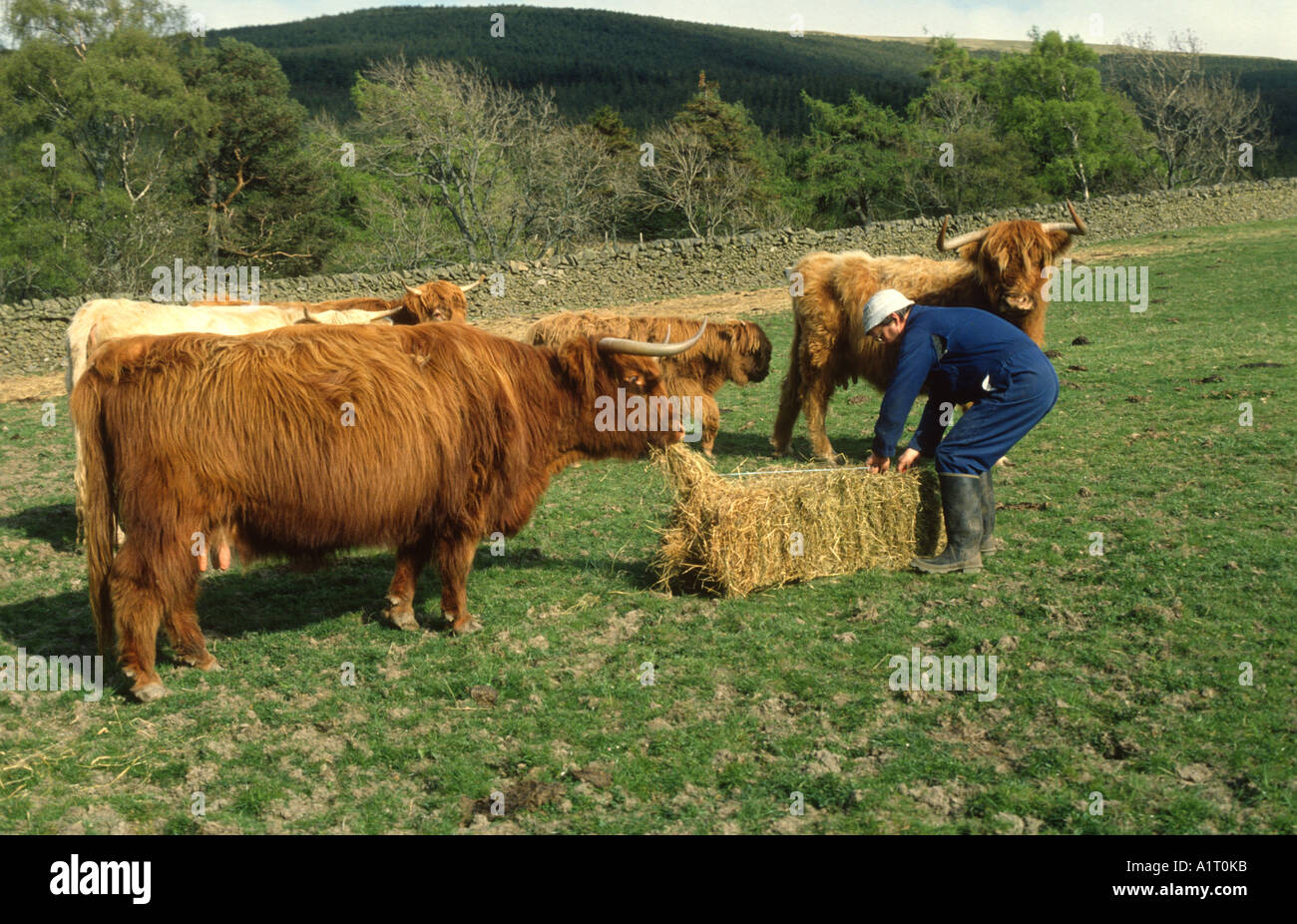 feeding highland cattle with bale of hay Stock Photo Alamy