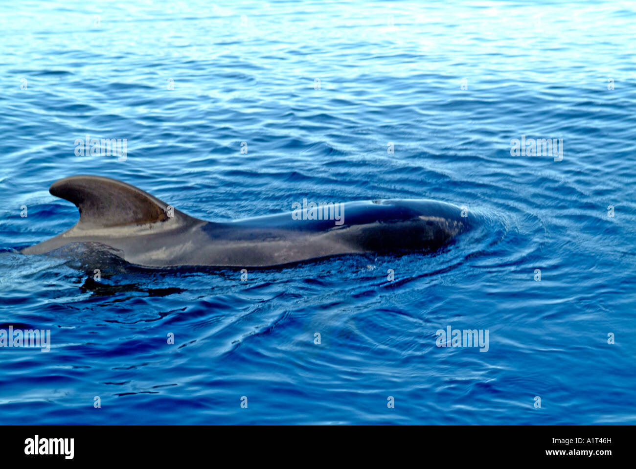 Pilot Whale in the blue sea Stock Photo - Alamy