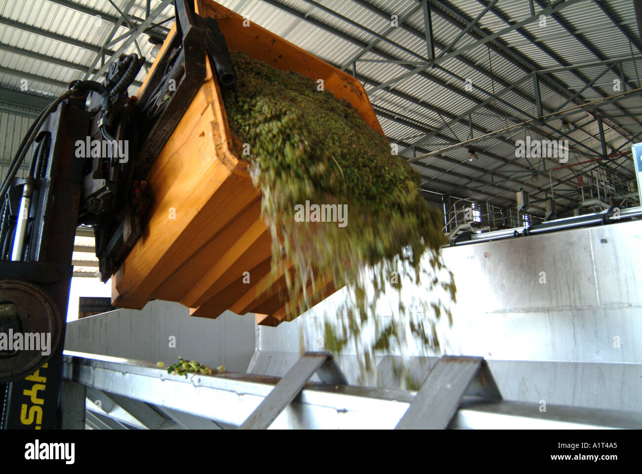 Australia WA Margeret River Vasse Felix grapes being tipped into crusher Stock Photo