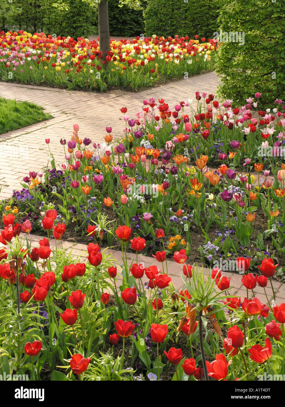 Tulip garden, Britzer Garten, Berlin, Germany Stock Photo Alamy
