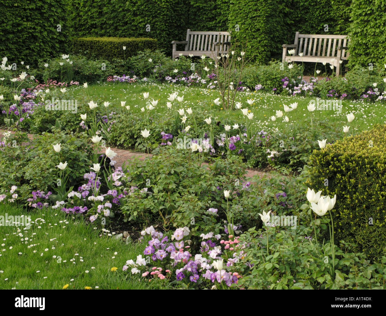 White garden with tulips, Britzer Garten, Berlin, Germany Stock Photo