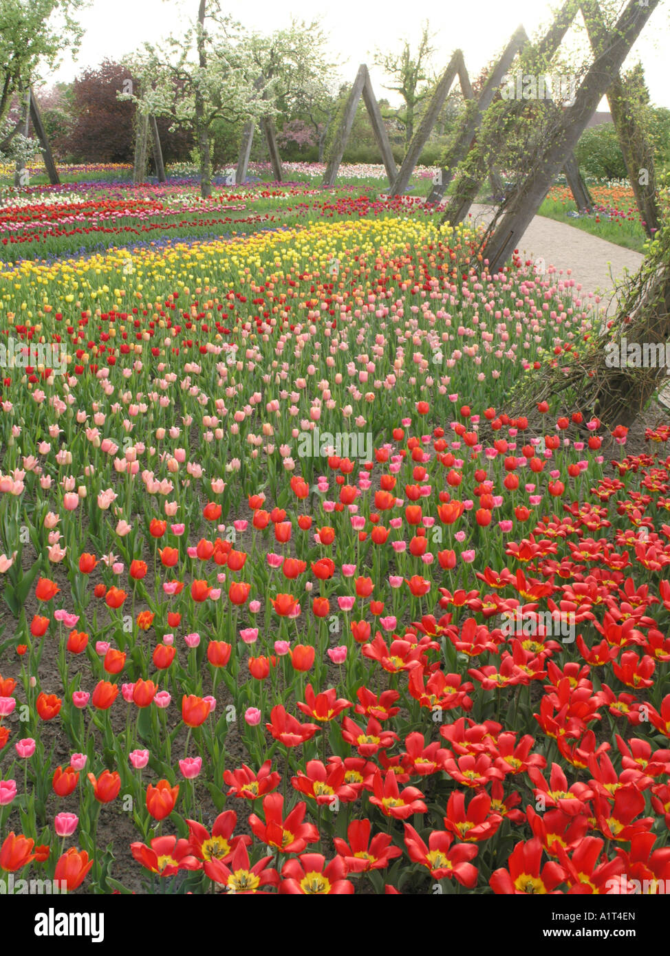 Tulipan, Britzer Garten, Berlin, Germany Stock Photo