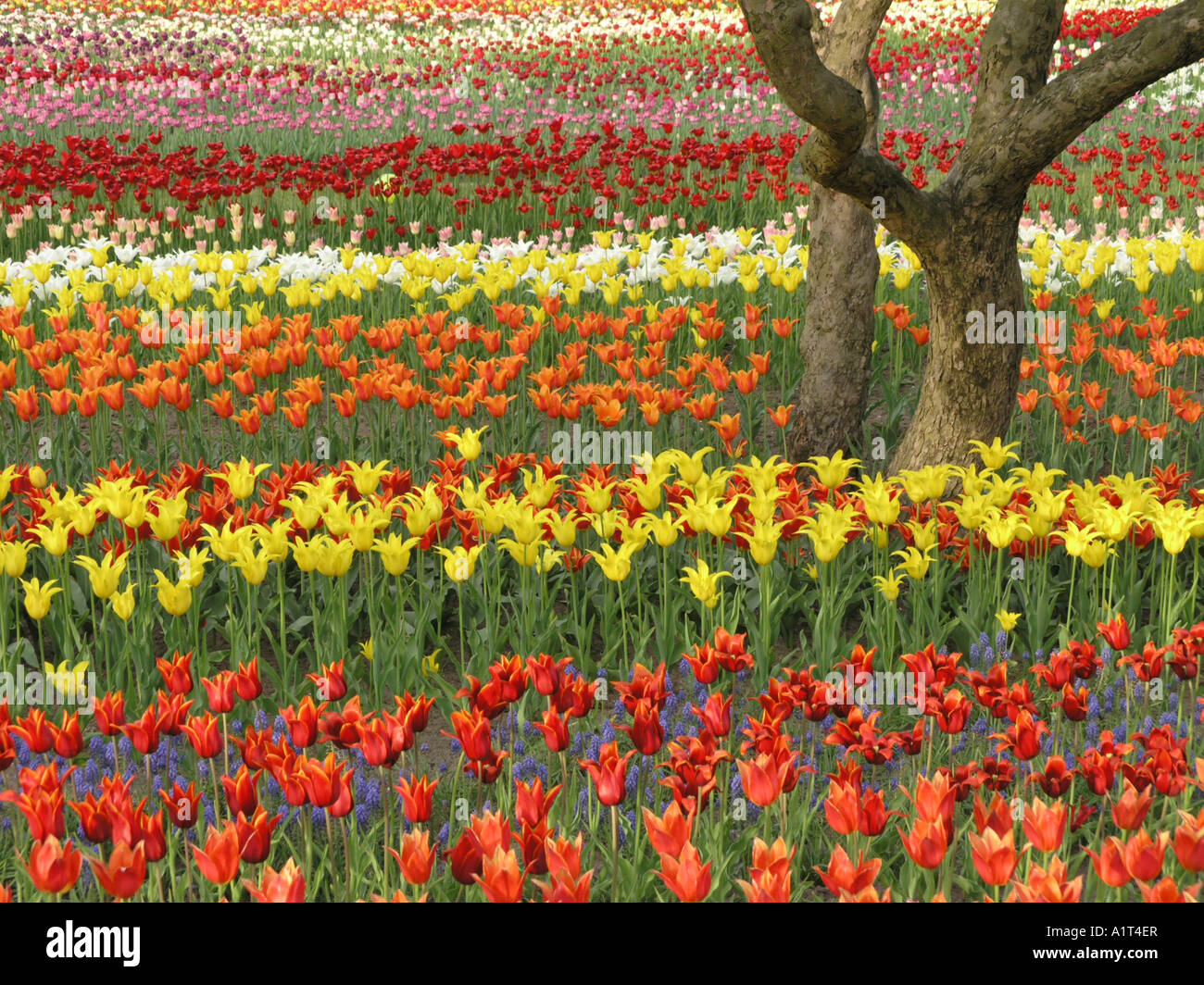 Tulipan, Britzer Garten, Berlin, Germany Stock Photo Alamy