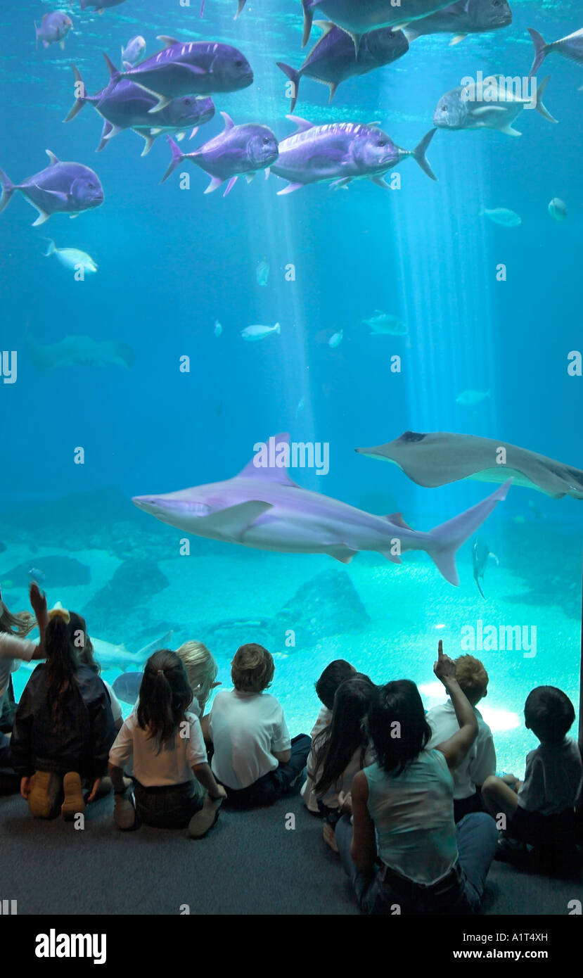 Children looking the fish at Maui Ocean Center aquarium, Maalaea, Maui, Hawaii, USA Stock Photo