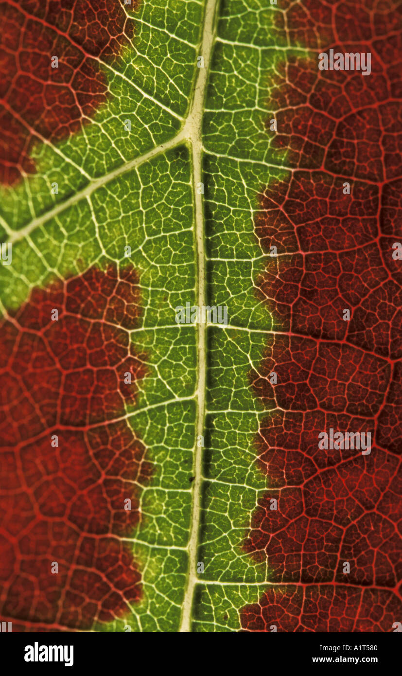 Vine Leaf Leaves Red Green Stock Photo