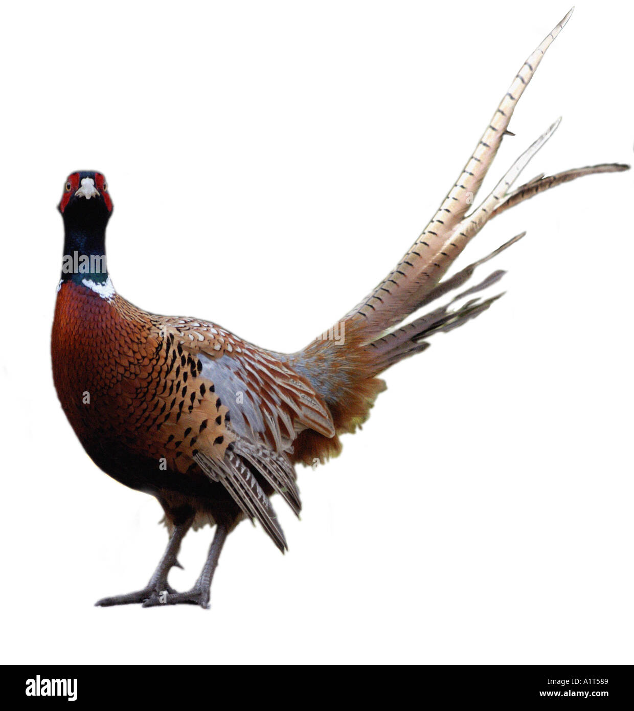 Pheasant Stock Photo