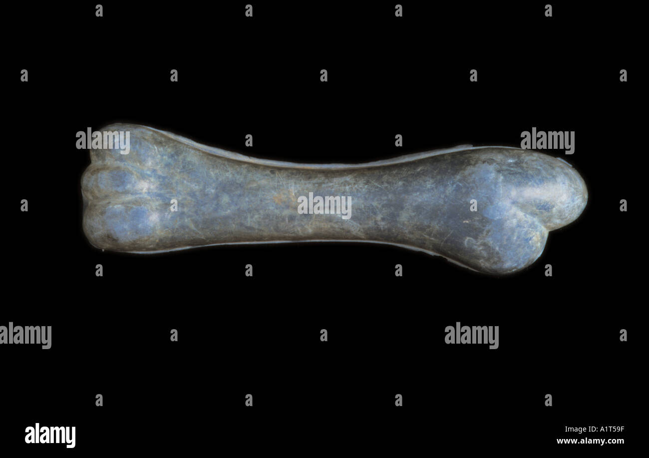 rubber bone dog toy