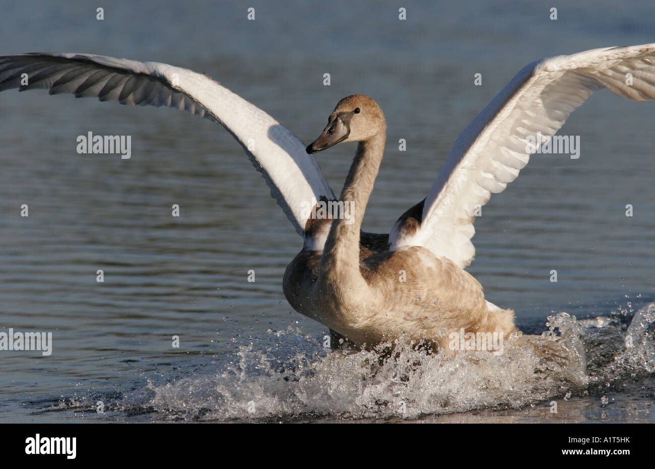Mute Swan landing Stock Photo Alamy