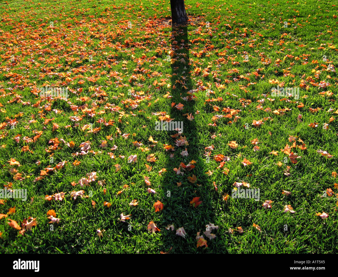 Grass with fallen leaves and shadow Stock Photo